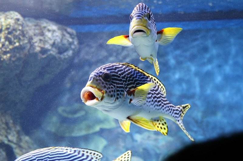 观赏鱼因为打斗掉鳞咋整,观赏鱼打架了怎么办呢用什么药