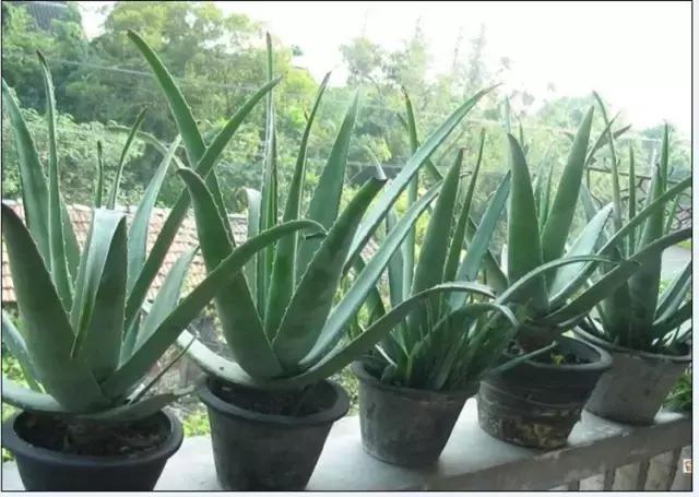 如何在家自制芦荟面膜,生活小妙招用芦荟胶做面膜