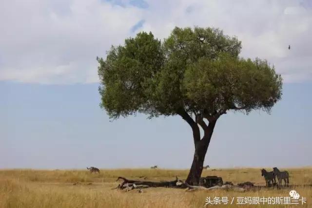 风动？树动？心动！致你，Kenya