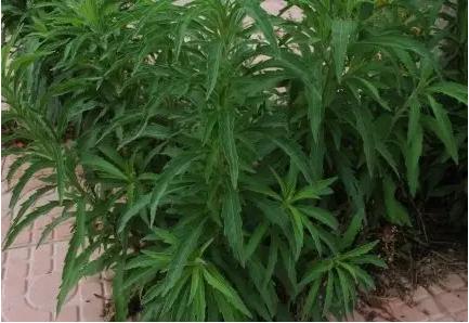 常见中草药图片及讲解,身边常见的中草药功效大全