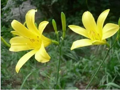 常见中草药图片及讲解,身边常见的中草药功效大全