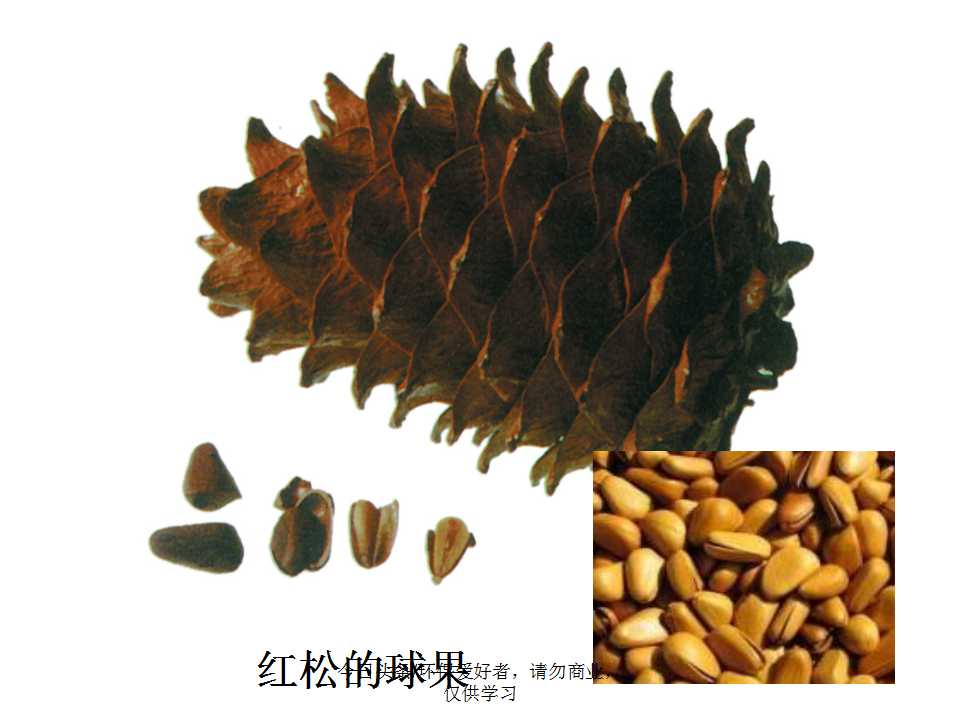 认识植物从身边开始,认识植物的根茎叶各个部分