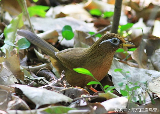 东东画眉鸟原毛讲解,换毛饲料画眉鸟
