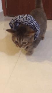 铲屎的给喵星人买了好多卖萌装备，小猫试穿后一脸懵莫名戳中萌点