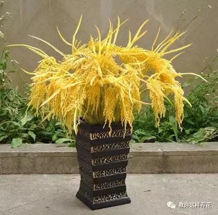 娈嬫灊璐ュ彾鎻掕姳,娈嬫灊璐ヨ姳