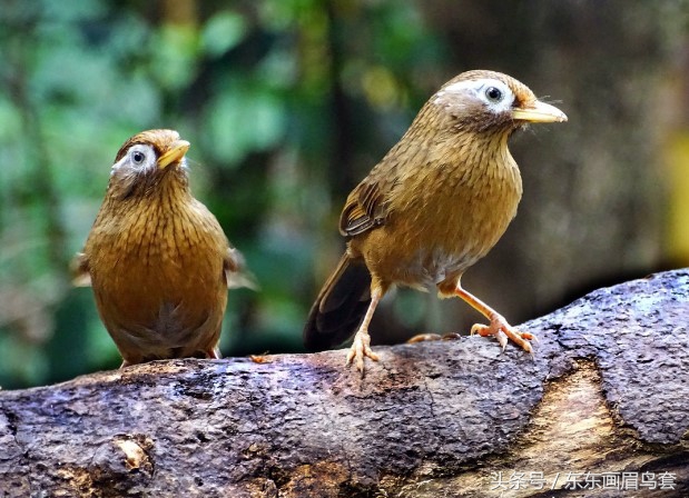 画眉鸟换毛期间可以洗澡吗,画眉鸟换毛期喂什么料最好