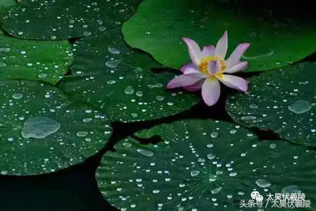 淮阳龙湖风景区荷花几月盛开,龙湖赏荷旅游月启幕