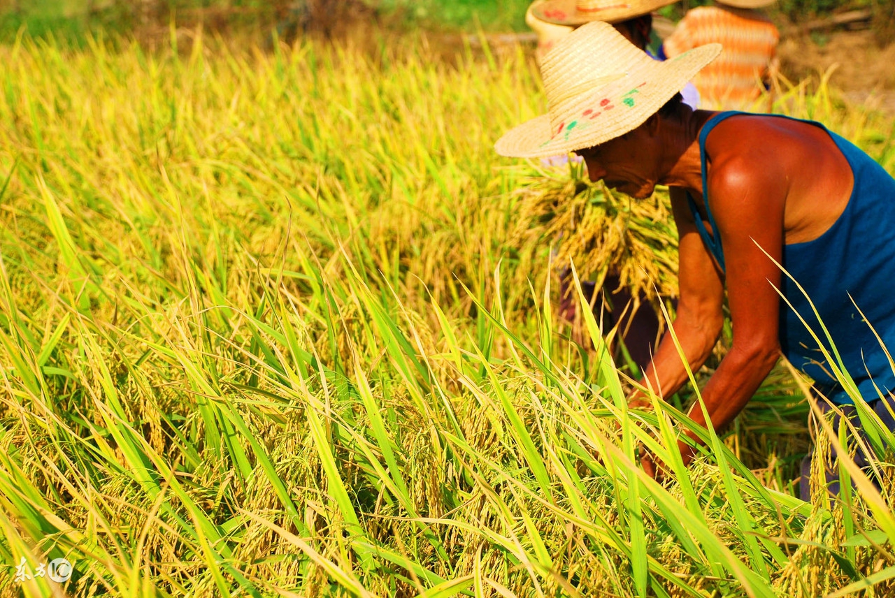 水稻白穗用什么药,水稻白穗用什么药治疗