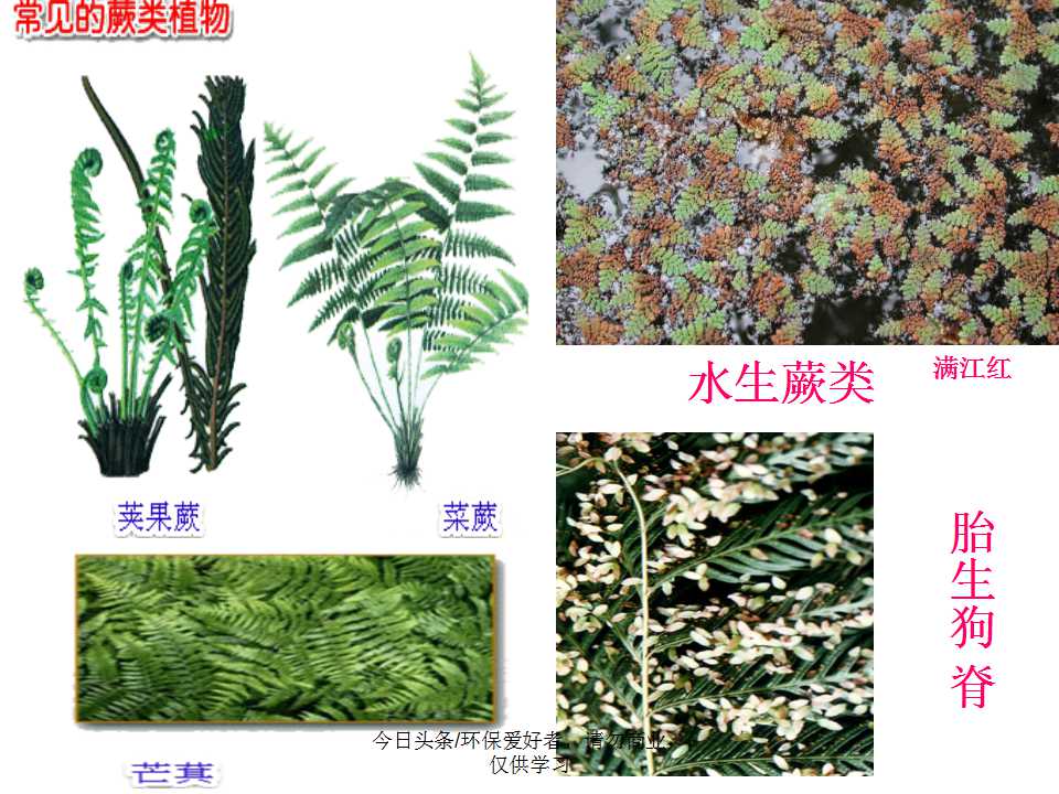 认识植物从身边开始,认识植物的根茎叶各个部分