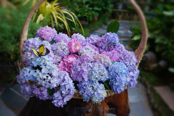 养花用什么药对人有危害,家里养花用农药的危害