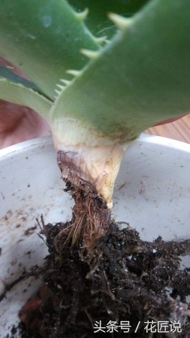 拿什么拯救叶片发黄的芦荟图片,芦荟叶片发黄怎么办小妙招