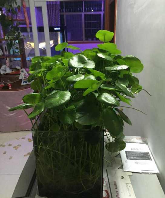 养得特别好看的铜钱草,铜钱草圆圆的叶子像铜钱非常好养