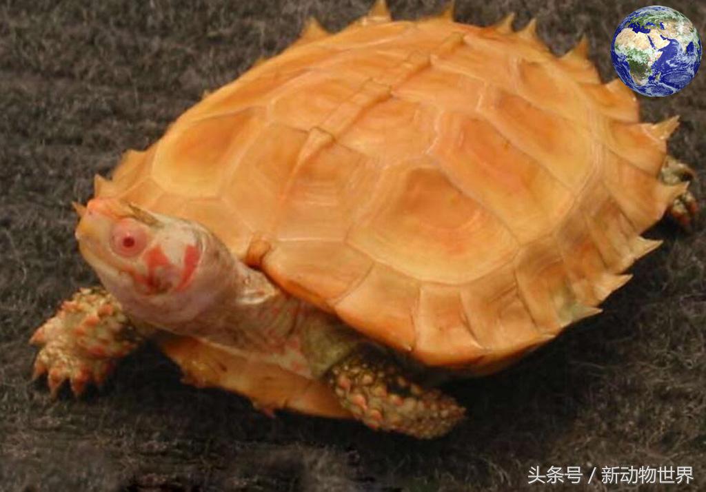 浑身是刺乌龟,满身尖刺的乌龟