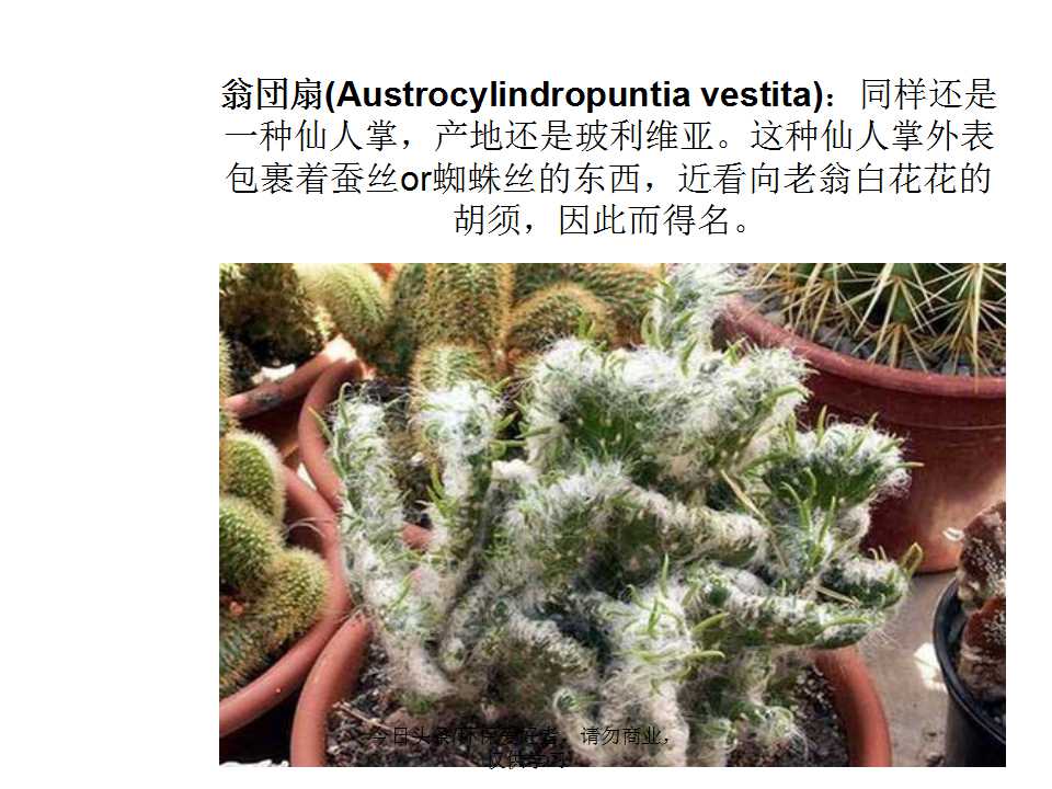 认识植物从身边开始,认识植物的根茎叶各个部分