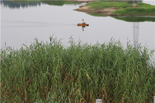 光山县官渡河风景,光山官渡河沙滩公园荷花