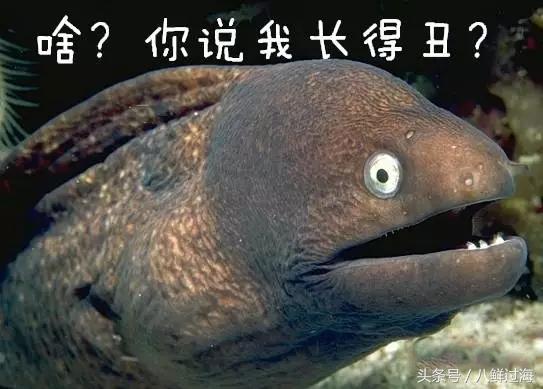 从鳗鱼的智慧说再到成为日本人餐桌上的料理食材！