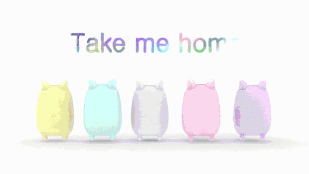 不要说我孤独,我还有猫