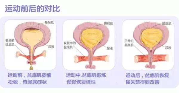 骨盆底肌位置,老司机带你了解车子