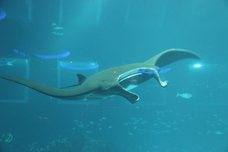 新加坡七天旅游攻略,7天新加坡之旅