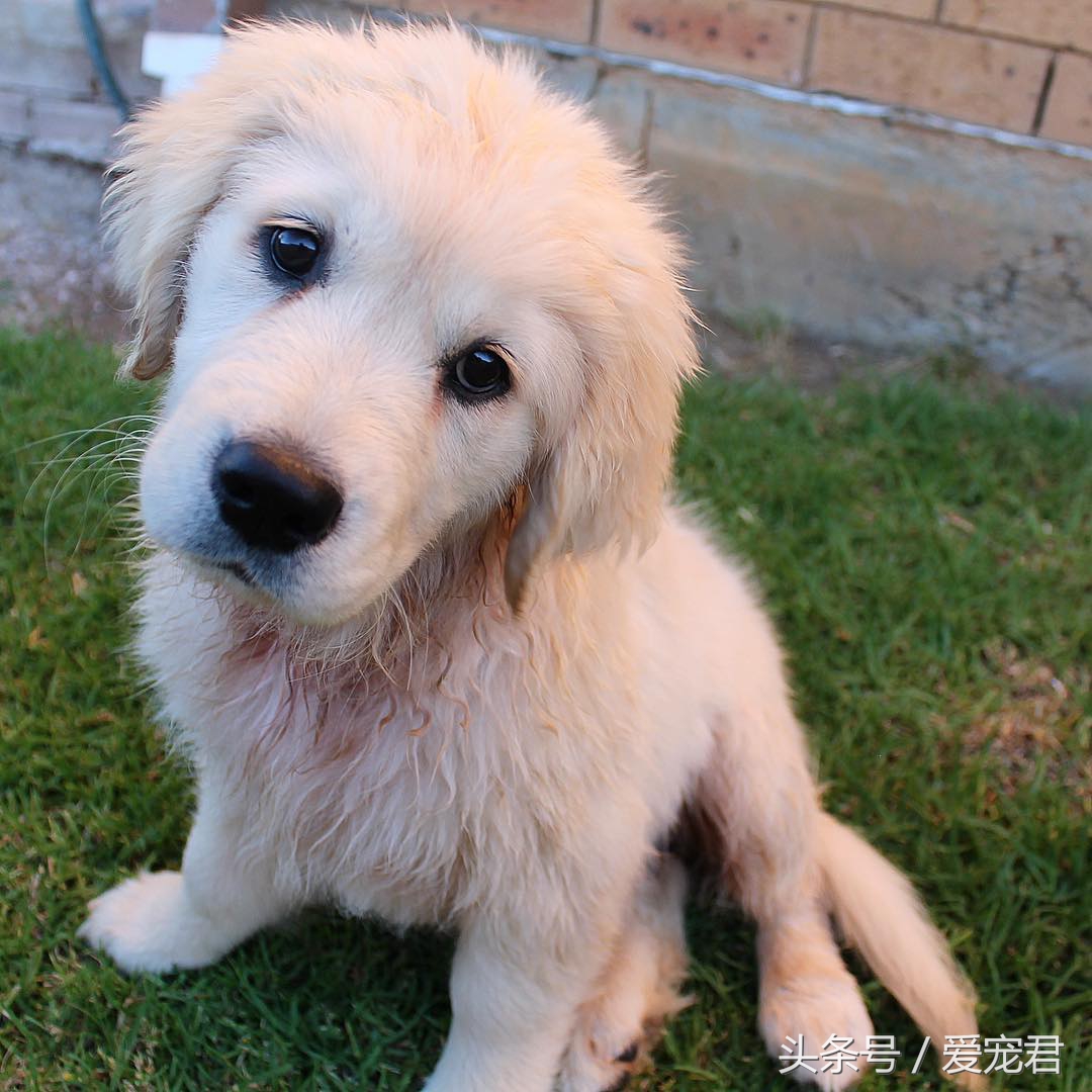 如何去除室内养宠物的异味,家中爱宠体味浓重清除宠物异味