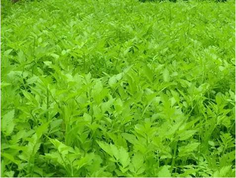 常见中草药图片及讲解,身边常见的中草药功效大全