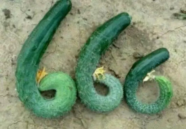 每日糗百，十大糗图