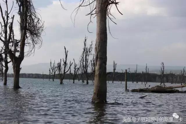 风动？树动？心动！致你，Kenya