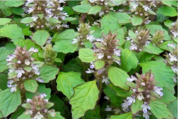 常见中草药图片及讲解,身边常见的中草药功效大全