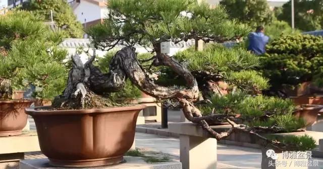 清逸园，一座闹中取静的“文人园林”