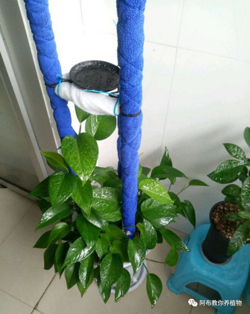 绿萝绿植怎么养活得快一点,绿萝绿植养护技巧图解大全