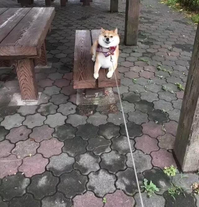 看完再决定要不要养柴犬,千万不要养柴犬