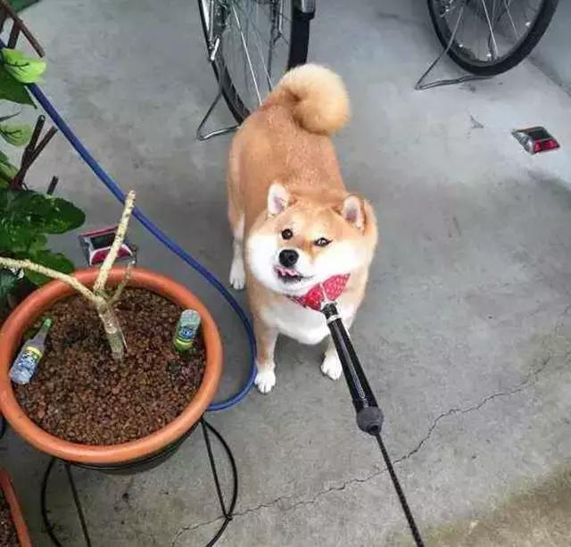 看完再决定要不要养柴犬,千万不要养柴犬