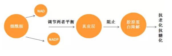 护肤用的烟酰胺是什么样的,用什么样的烟酰胺护肤好