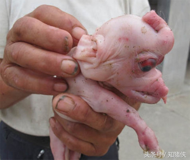 罕见母猪18天产两窝猪仔,广西扶绥县母猪