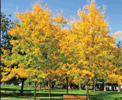 美国农民挣钱,美国农民种树