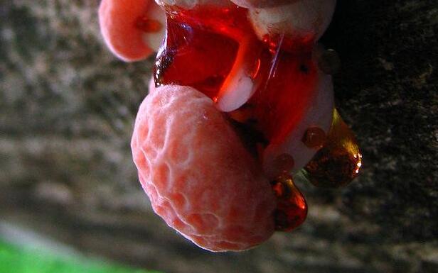 自然界最常见的菌类,令人无法解释的奇怪菌类