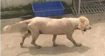 被遗弃的天使,被遗弃的三个天使