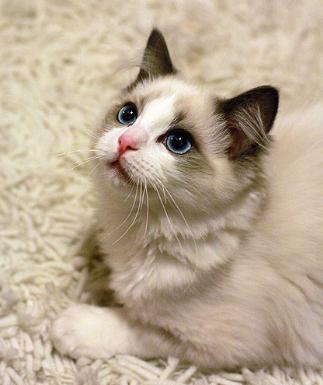 各种各样的很可爱又很好看的猫,各种可爱猫