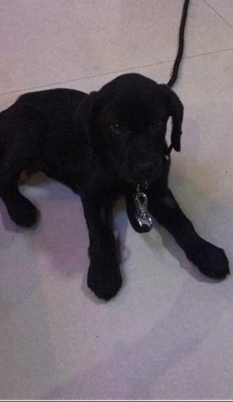 拉布拉多细小治疗成功率,拉布拉多治疗细小一天到七天变化