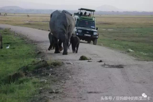 风动？树动？心动！致你，Kenya