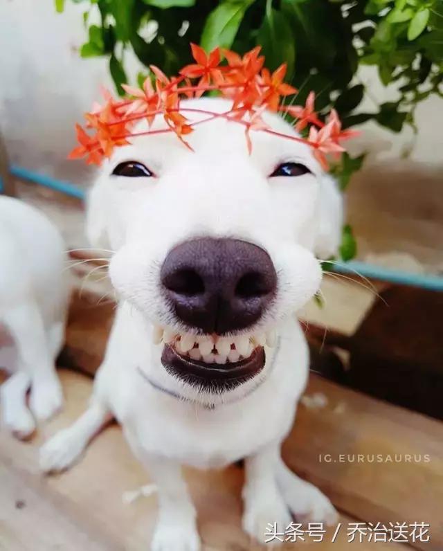 难得一见的好看狗,你见过有如此灵性的狗吗