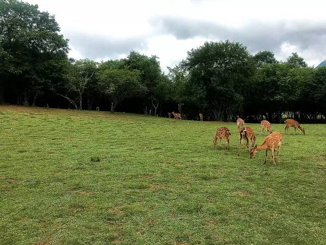 北纬30°神秘之境,在高山草甸、追逐鹿群,这里美的像天堂!