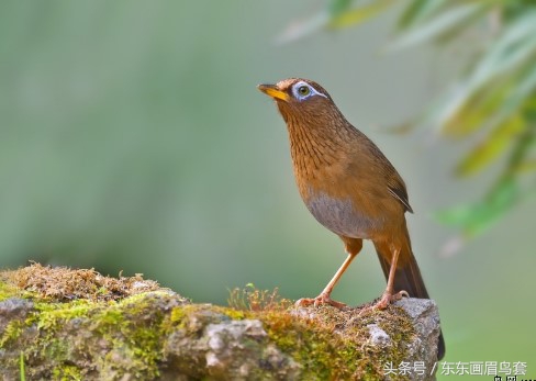 画眉鸟换毛期间可以洗澡吗,画眉鸟换毛期喂什么料最好