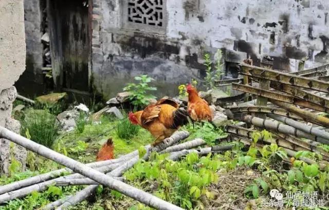 台州的公盂村,浙江省仙居县田市镇公盂村