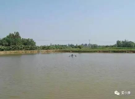 异育银鲫病毒性鳃出血病预防与控制技术