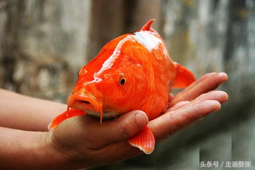 婺源第一名,婺源茶叶第一名