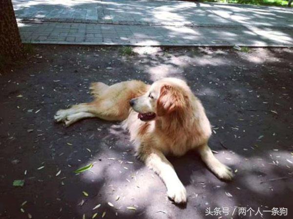 金毛大半夜发出大叫吓了主人一跳，查明金毛大叫的原因她想打狗