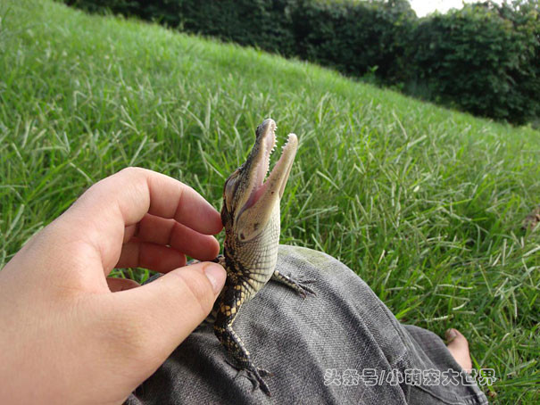 盘点那些超可爱的动物幼崽,十大最萌国宝级动物