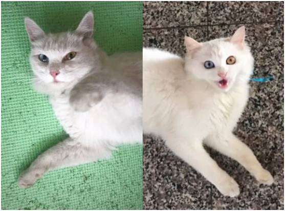 猫咪在15楼走丢怎么找回,家里猫咪走丢主人正焦急寻找