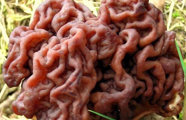 令人毛骨悚然的五种巨型生物,最稀有的10种菌类